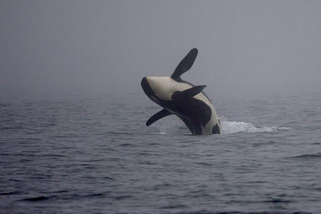 155 Vancouver Island, Victoria, Orka in de Mist.jpg